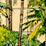 Hyatt Regency Cerromar Hyatt Regency Cerromar